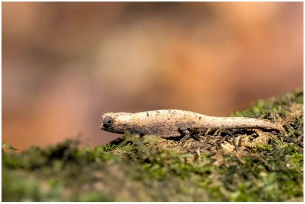 Карликовый хамелеон (Brookesia micra): среда обитания и характеристики
