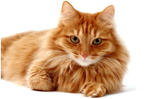 5 вещей, которые вы должны знать о линьке кошек