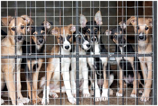 Забой собак в Китае на мех: самый жестокий бизнес