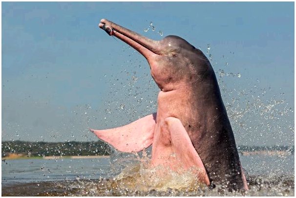 Как размножаются розовые речные дельфины?