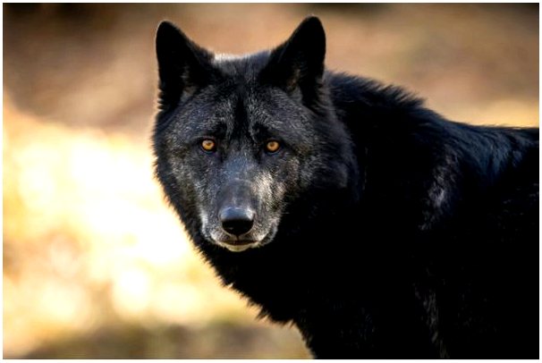 Черный волк: почему он такой загадочный?