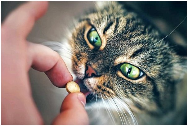 7 распространенных веществ, которые могут повлиять на вашу кошку