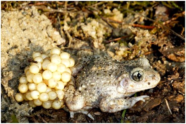 Обыкновенная жаба-акушерка: жительница юго-запада Европы и Альп.