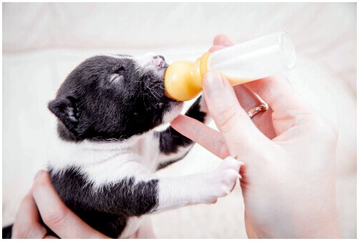 9 необходимых мер предосторожности при беременности и в период лактации у собак
