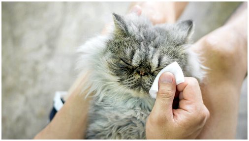 Блефарит у кошек: симптомы и лечение