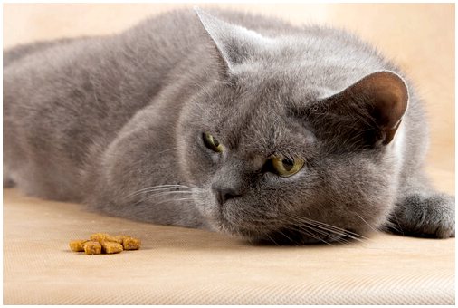 Дизентерия у кошек: причины и симптомы