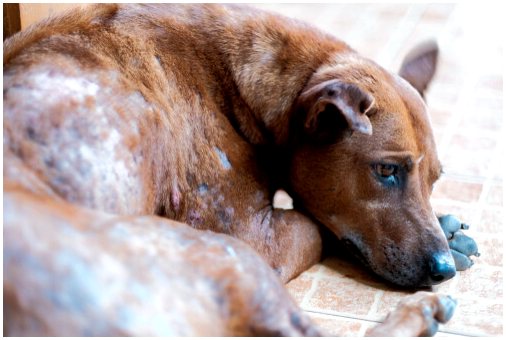 Симптомы саркоптоза у собак