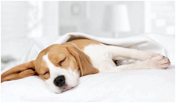 Сколько должна спать собака?