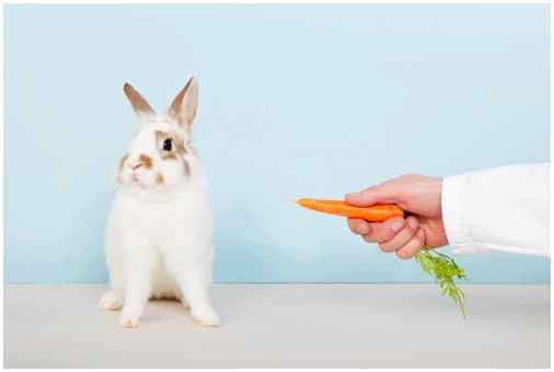 Как провести дегельминтизацию кролика