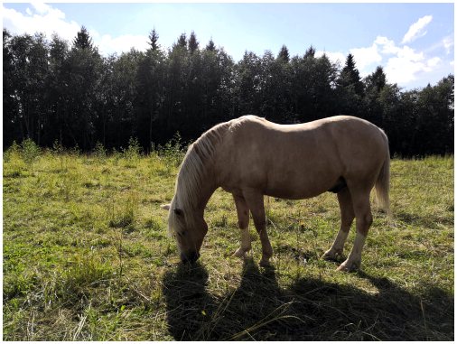Интересные факты о финской лошади