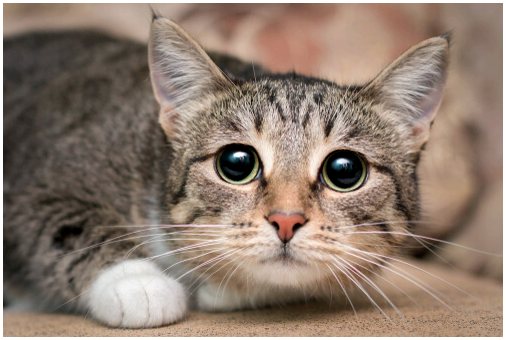6 причин проблем со зрением у кошек