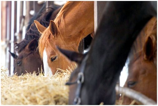 Как правильно изменить питание лошади?