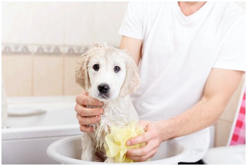 Как вымыть собаку и не умереть, пытаясь