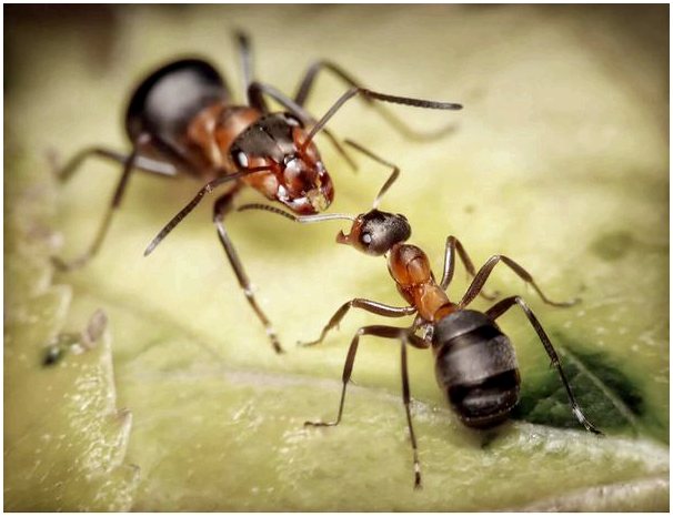 Какой вес может нести муравей?