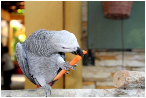 Какими продуктами можно кормить попугая?