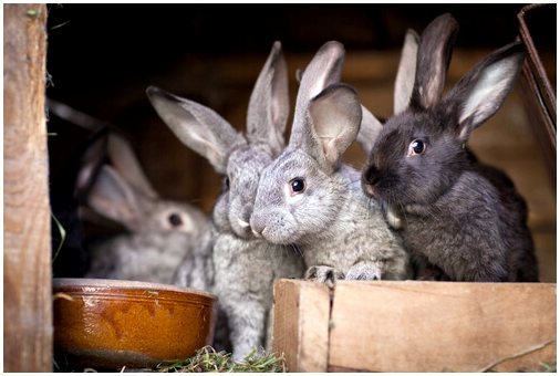 Сколько существует видов домашних кроликов?