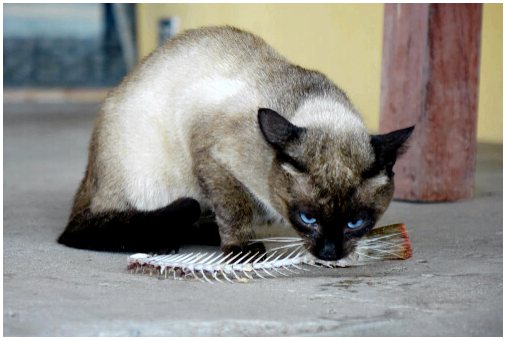 Кормление кошки рыбой: это хорошо?