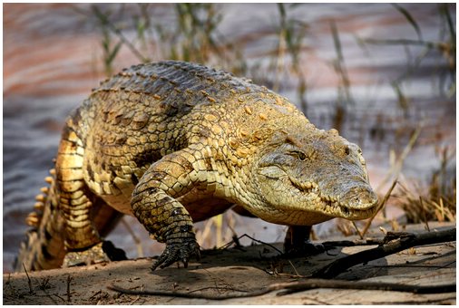 Крокодил Вальядолид: путаница или реальность?