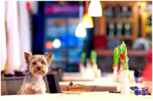 BarFriendly, первые рестораны для собак