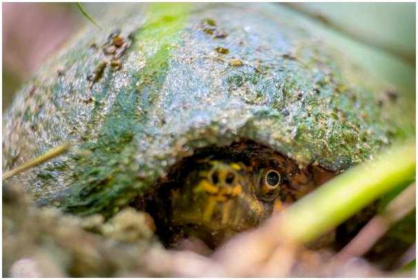 Мускусная черепаха и загадка ее гибернации