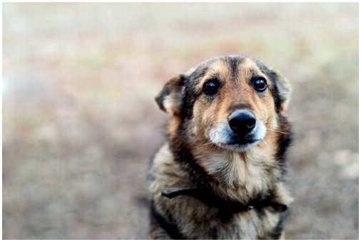 Обсессивно-компульсивное расстройство у собак: симптомы и лечение