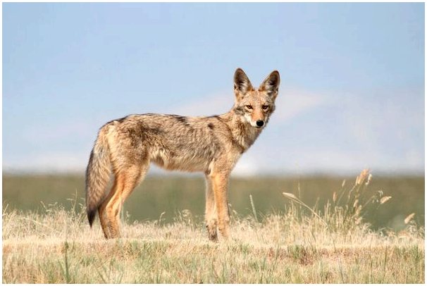 Различия между волками, лисами и койотами