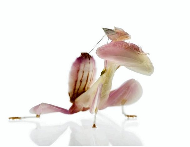 Орхидея-богомол: смертельная красота
