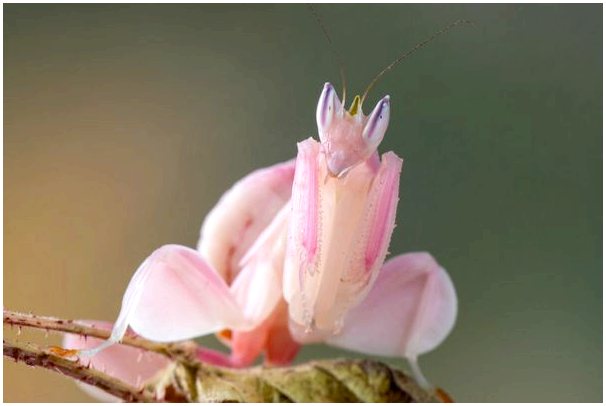 Орхидея-богомол: смертельная красота