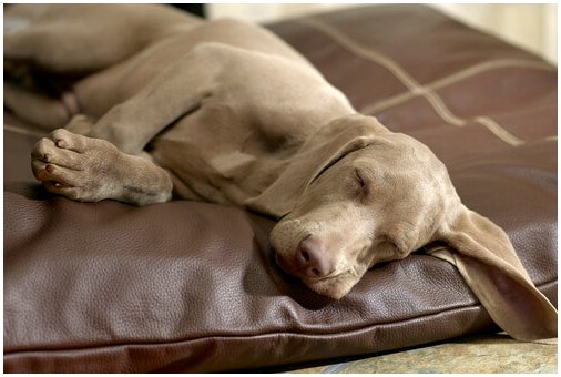Синтетические феромоны для собак: применение и надежность