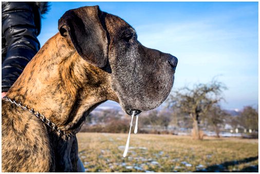 Узнайте о дефензинах собак: арсенал природных антибиотиков