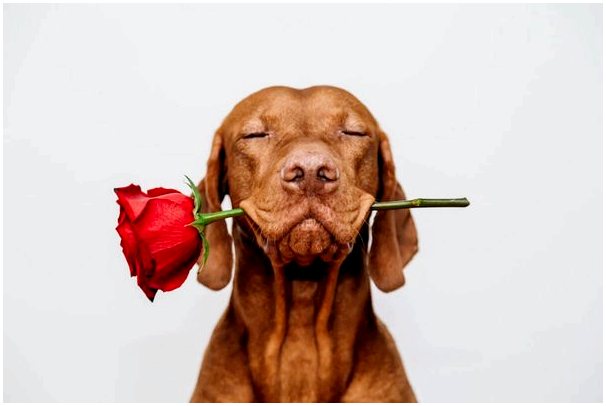 Подарить собаку на День святого Валентина: это хорошая идея?