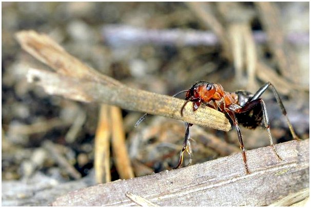Какой вес может нести муравей?