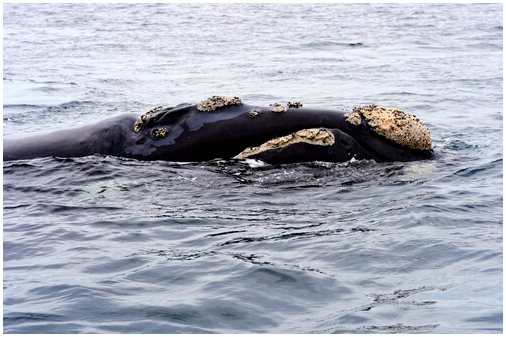 Правый кит: одно из млекопитающих, наиболее приспособленных к водной жизни