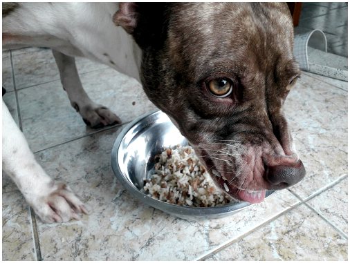 Проблемы с пищеварением у собак: лечение и профилактика