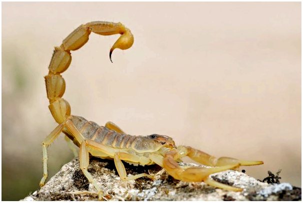 Различия между скорпионом и скорпионом