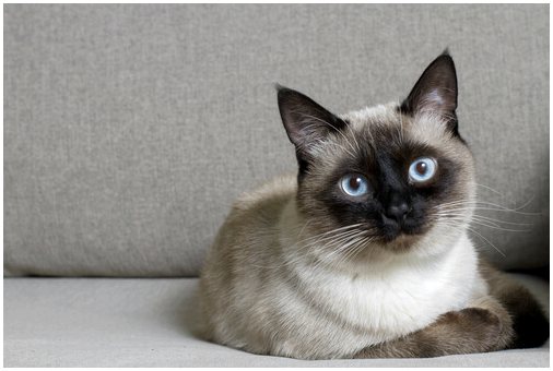 Самые дружелюбные породы кошек: какие они?
