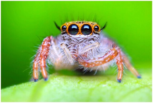 Самые очаровательные пауки в царстве животных