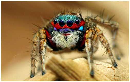 Самые очаровательные пауки в животном мире