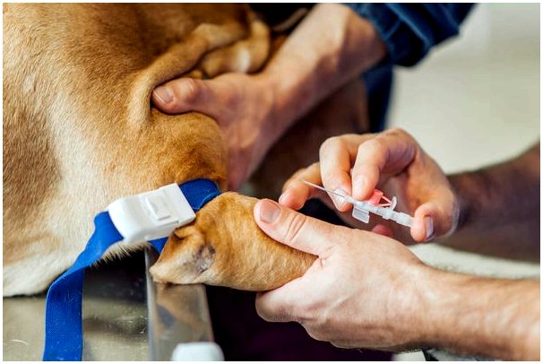 Внутривенная терапия домашним животным и ее возможные осложнения