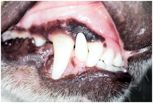 6 ошибок при чистке зубов собакам: как их избежать?
