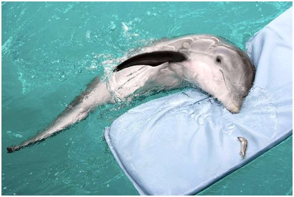 Зима: дельфин, потерявший плавник