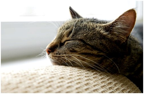 Зимуют ли кошки в спячке?