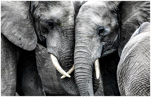 Слоны - социальные животные