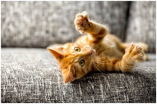 5 фактов о кошачьих когтях, которых вы не знали