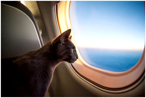 6 советов по путешествию на самолете с домашним животным