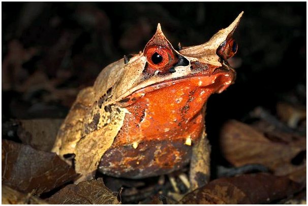 Лопатовые жабы: виды, среда обитания и характеристики