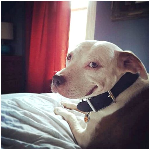 Бринскс, собака, которая улыбается после того, как ее спасли