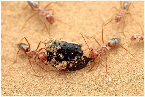Серебряные муравьи Сахары: самые быстрые в мире?