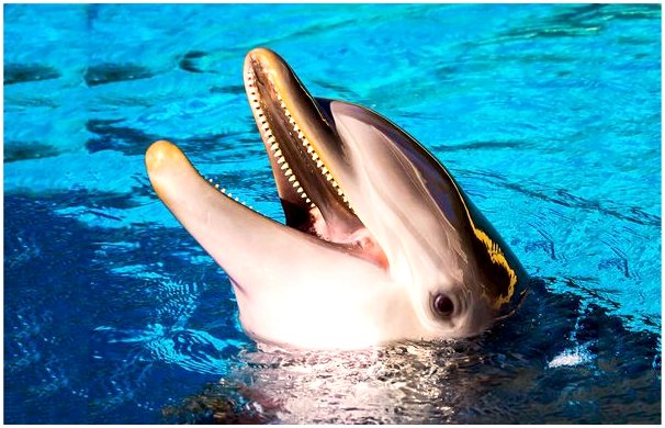 5 диковинок дельфинов