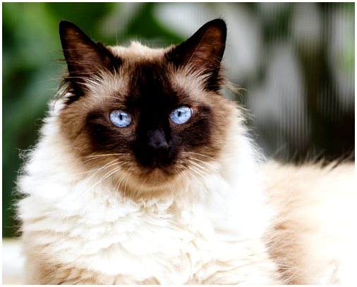 Город в России хочет, чтобы его мэром была кошка